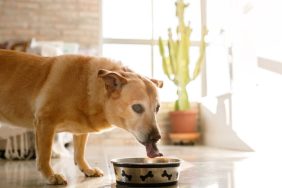 Dog eating dog food from a metallic bowl with bone-shaped drawings, there's no Dr. Marty dog food product under recall in 2024