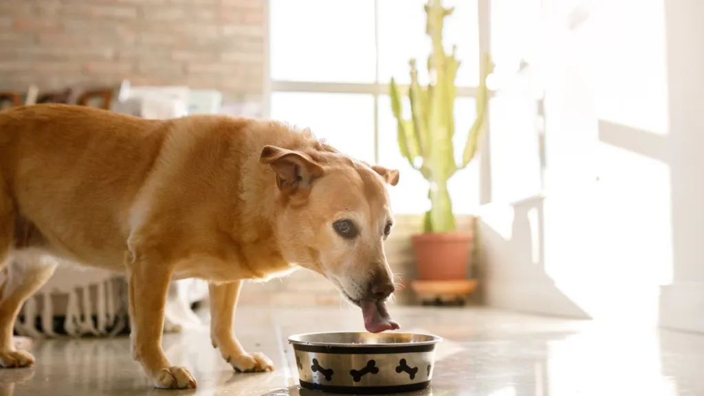 Dog eating dog food from a metallic bowl with bone-shaped drawings, there's no Dr. Marty dog food product under recall in 2024