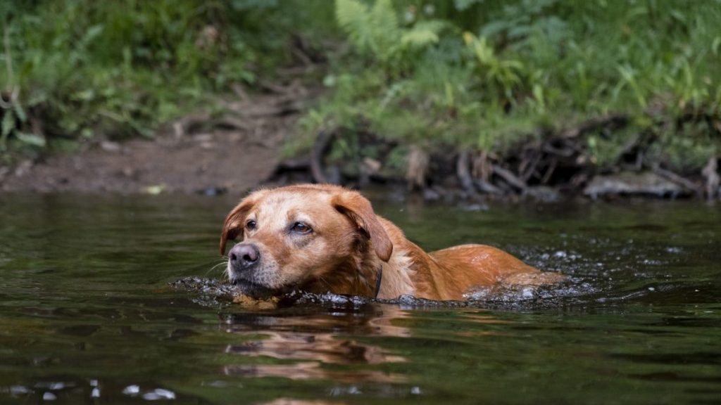 Dog enjoying a swim in a river, researchers have discovered a dog-killing flatworm species in the Colorado River