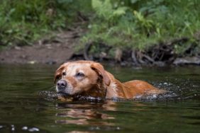 Dog enjoying a swim in a river, researchers have discovered a dog-killing flatworm species in the Colorado River