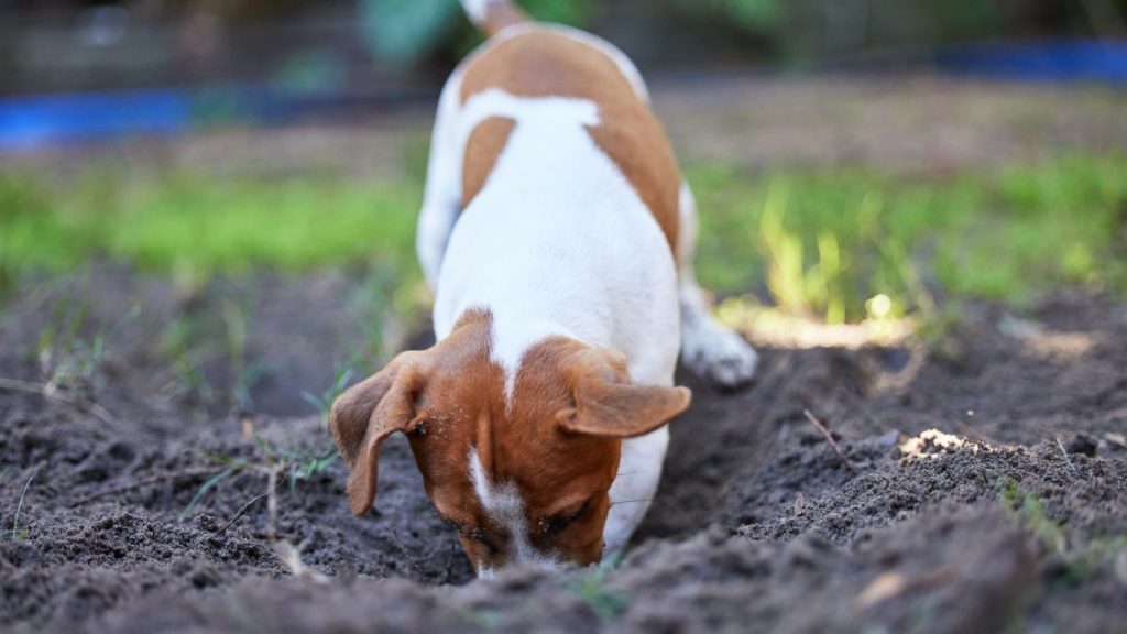 Dog digging a hole in the backyard, a Florida dog unearthed an unexploded military weapon while digging
