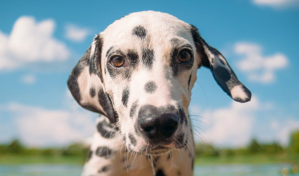 Hot weather dog sales breeds