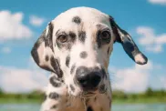 A handsome Dalmatian, a breed who tolerates hot weather, swims in a pond on a summer day.