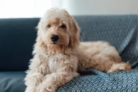 A Goldendoodle resting on the sofa, this breed is high-maintenance when it comes to their coat.