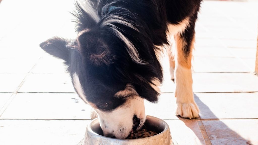 Close-up of a dog eating dog food from a metallic food bowl, there's no Badlands Ranch dog food under recall in 2024