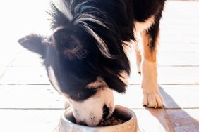 Close-up of a dog eating dog food from a metallic food bowl, there's no Badlands Ranch dog food under recall in 2024