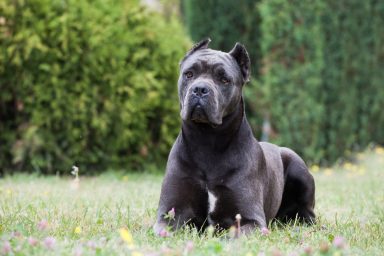 Photograph of a Cane Corso dog sitting in a field of flowers.