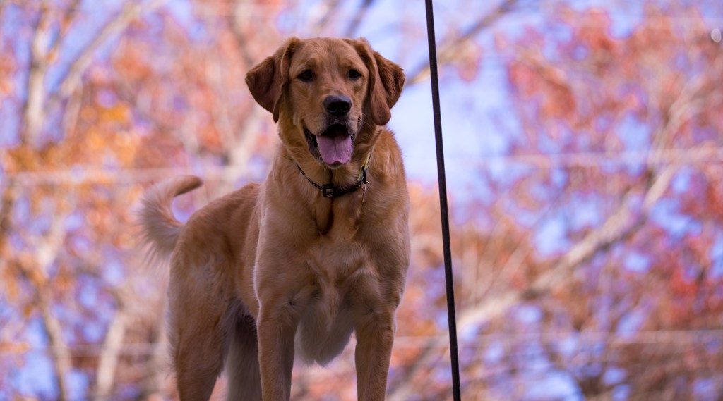 Goldador, one of the friendliest dog breeds, standing against a backdrop of autumn leaves