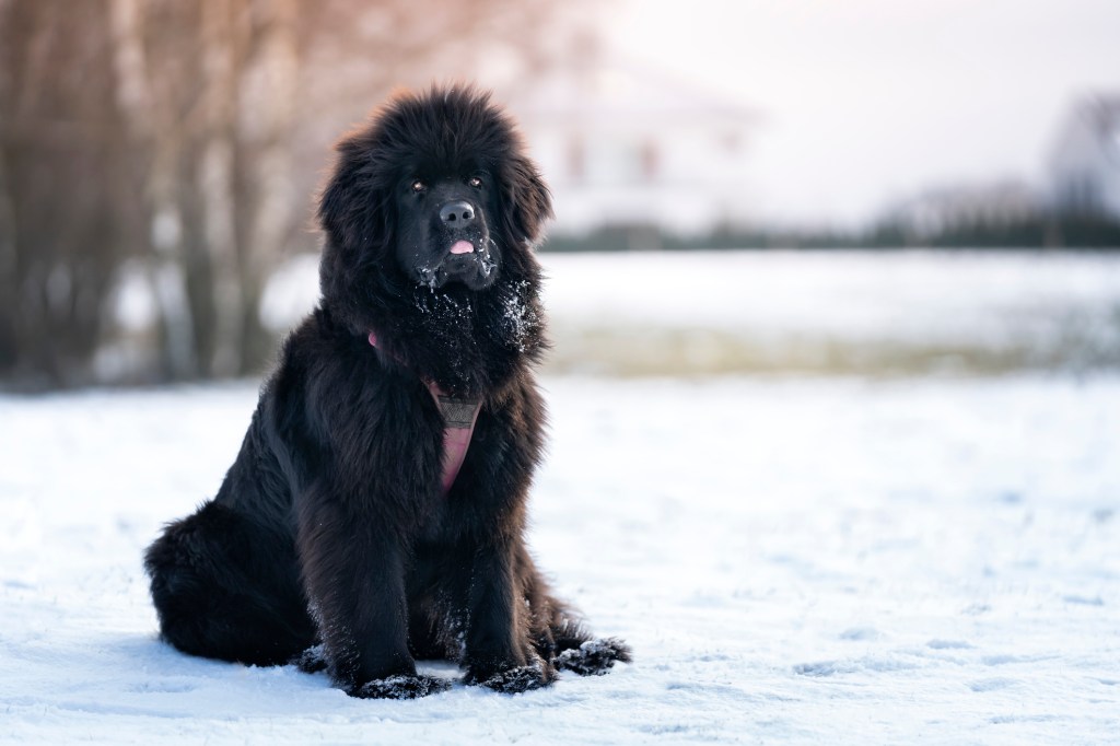 Black Newfoundland dog sitting in the snow. Outdoor photo