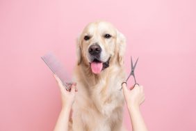 A Golden Retriever and a woman holding scissors and comb, this breed requires regular grooming.