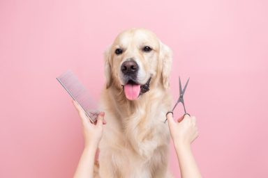 A Golden Retriever and a woman holding scissors and comb, this breed requires regular grooming.