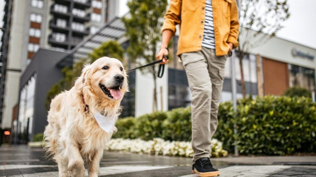 Man walking Golden Retriever on the sidewalk, a Massachusetts dog walker is facing animal cruelty charges for beating Golden Retriever