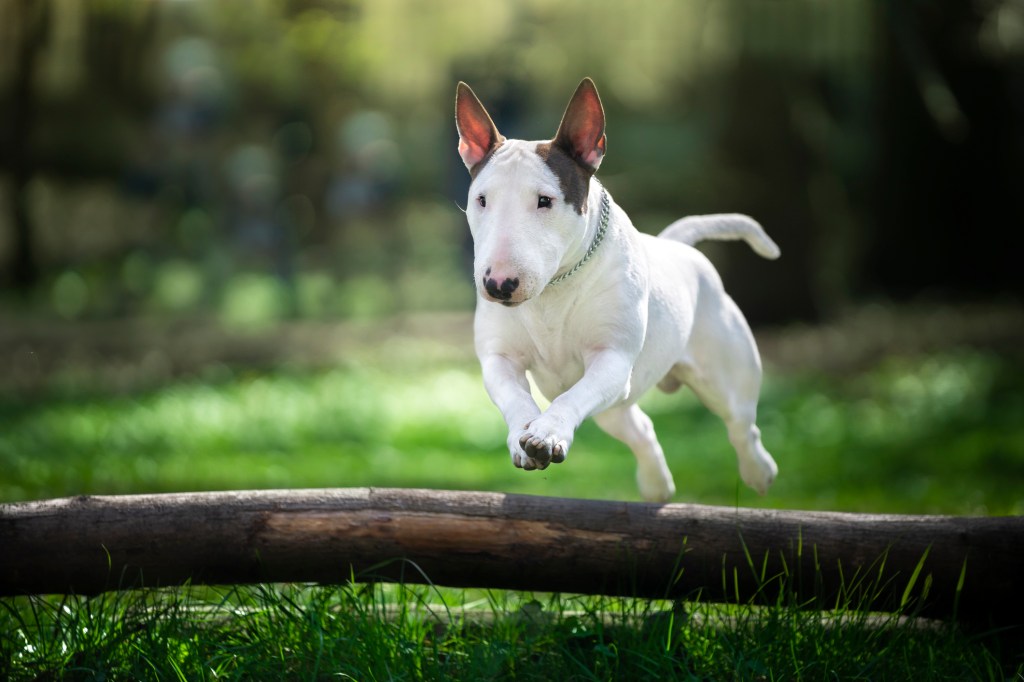 A Bull Terrier dog jumps over a small tree limb lying on the bright green grass.