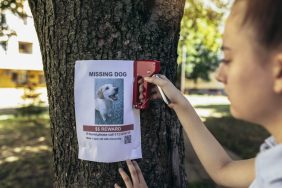 Woman stapling a missing dog poster on a tree, New statistics show that London dog thefts are at a record high