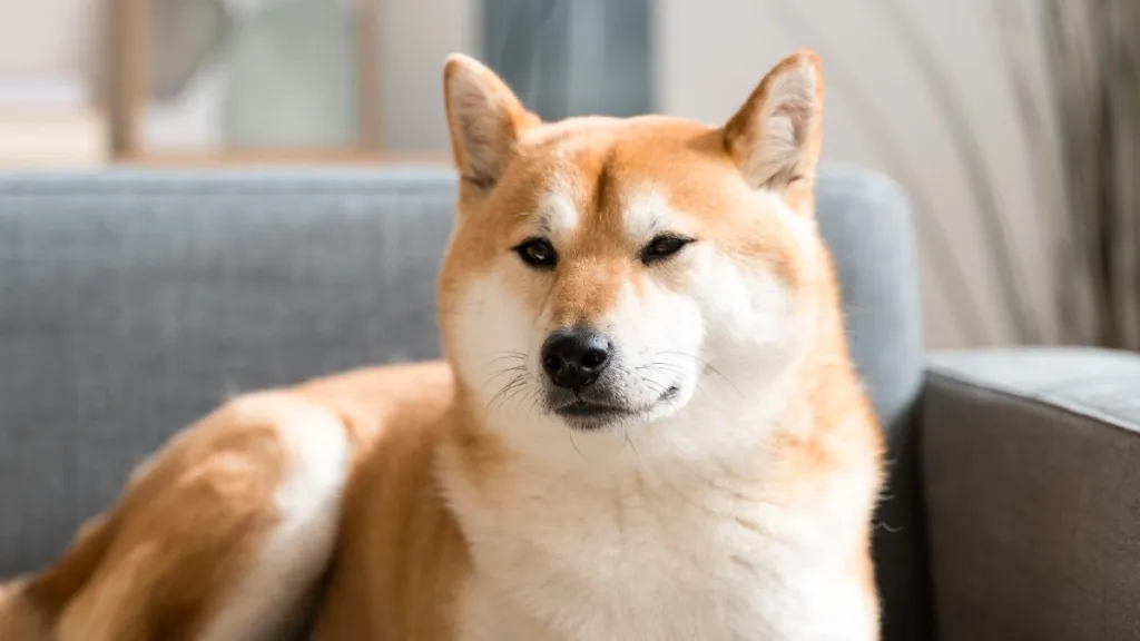 Beautiful Shiba Inu dog, a breed who tolerates being alone, taking a rest on living room sofa. Trained dog quietly waiting for his owner to come home from work.