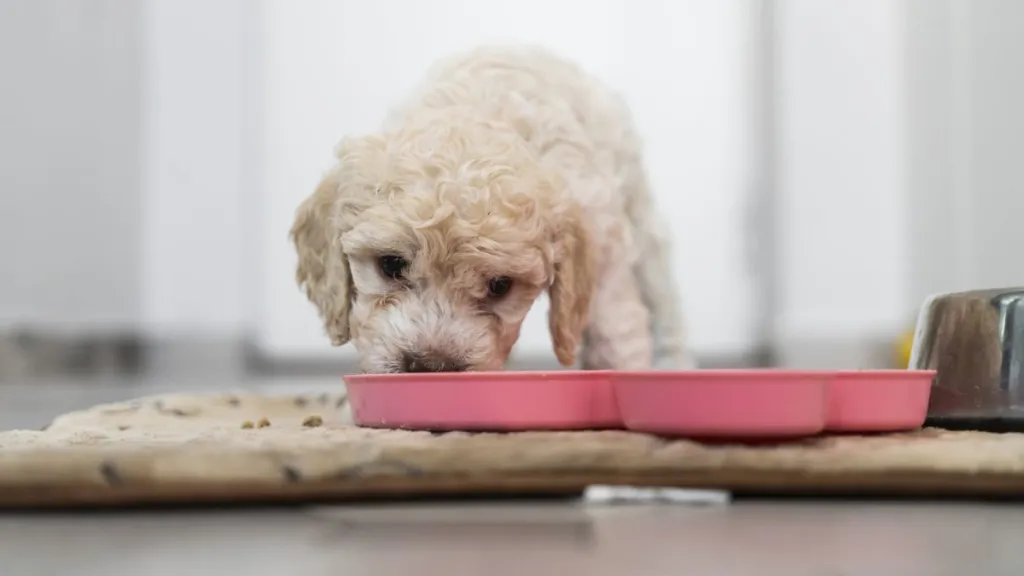 White dog eating from a pink bowl, there's no Royal Canin dog food recall at the moment