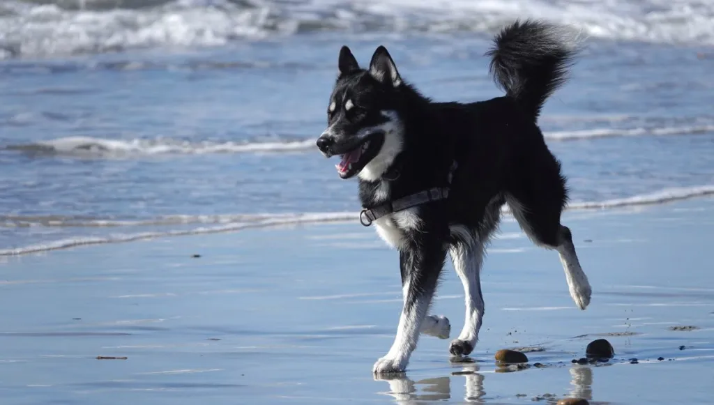 An adorable Lapponian herder dog running along the shoreline at Del Mar dog beach in California