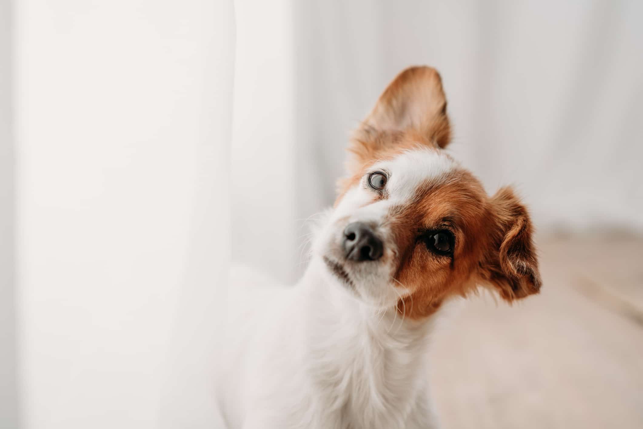 Cockapoochi Dog Breed Pictures, Characteristics, and Facts
