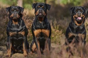 Three Rottweilers standing next to each other outdoors, there's public outcry after Benton County Sherriff's Office deputies kill two dogs