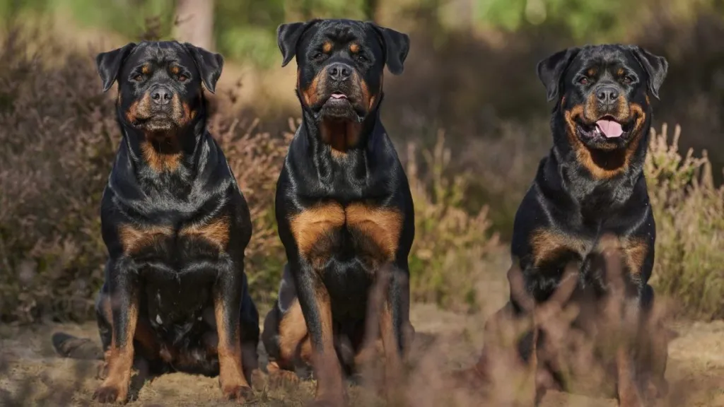 Three Rottweilers standing next to each other outdoors, there's public outcry after Benton County Sherriff's Office deputies kill two dogs