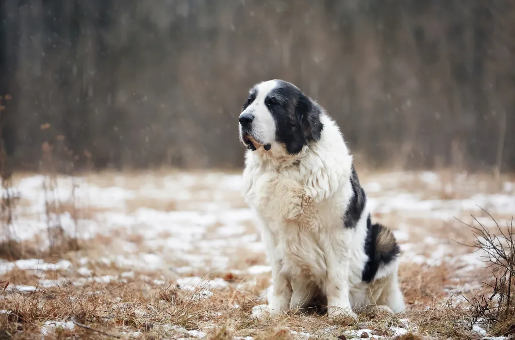 A beautiful, giant brown and white Pyrenean Mastiff sits in the winter grass. Around him, snow falls.