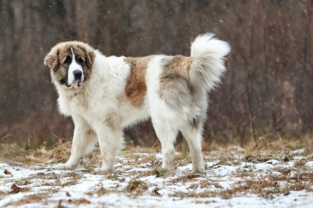 An active dog runs in the snow in winter and plays. Breed Pyrenean Mastiff