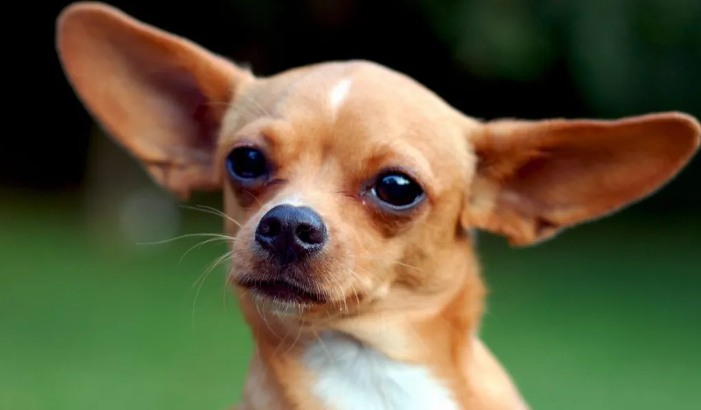 Close-up photo of a Chihuahua, a breed with a high sensitivity level.