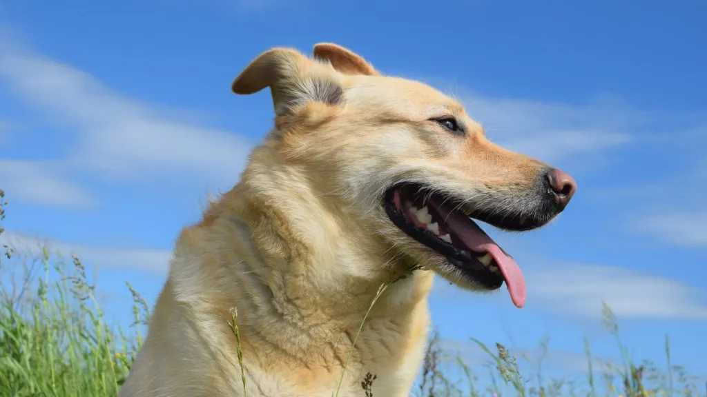 A Carolina dog in field, like the senior dog who got adopted after being more than 700 days in shelter.