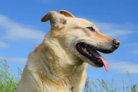 A Carolina dog in field, like the senior dog who got adopted after being more than 700 days in shelter.