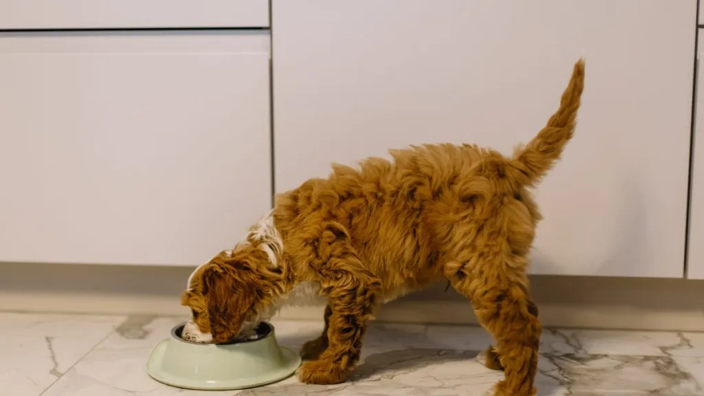 Brown dog eating from a white bowl, there's no 4Health dog food recall at the moment