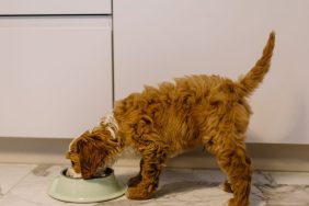 Brown dog eating from a white bowl, there's no 4Health dog food recall at the moment