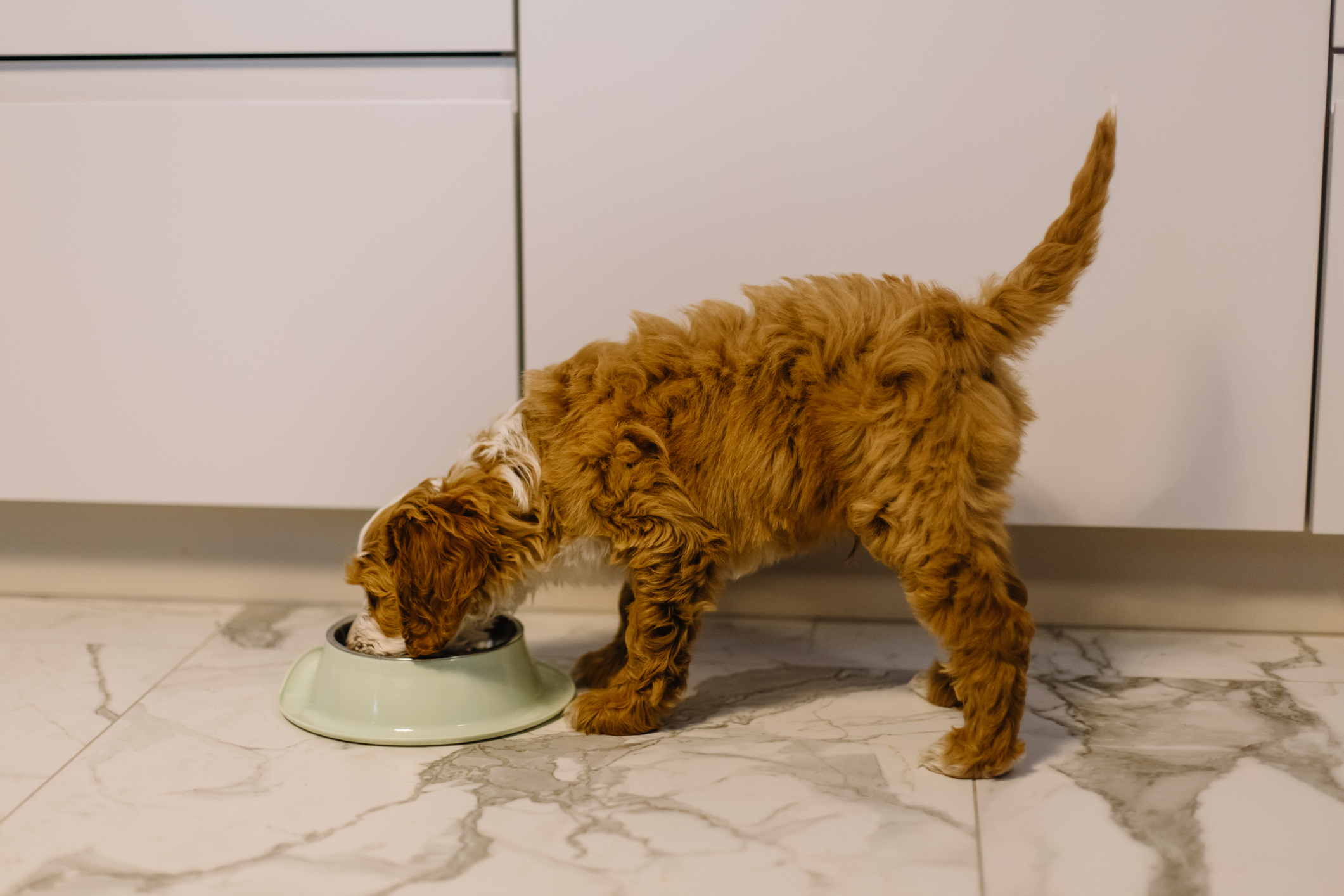 4Health Has the Dog Food Brand Issued a Recall in 2024