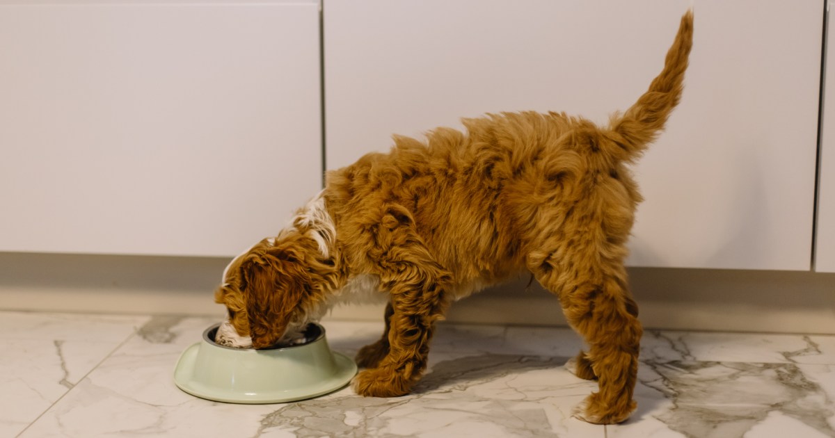 accessible carousel fromm gold dog food weight management 33 pounds Fromm Weight Management Gold Dog Food (33 lbs) - Alexandria, VA