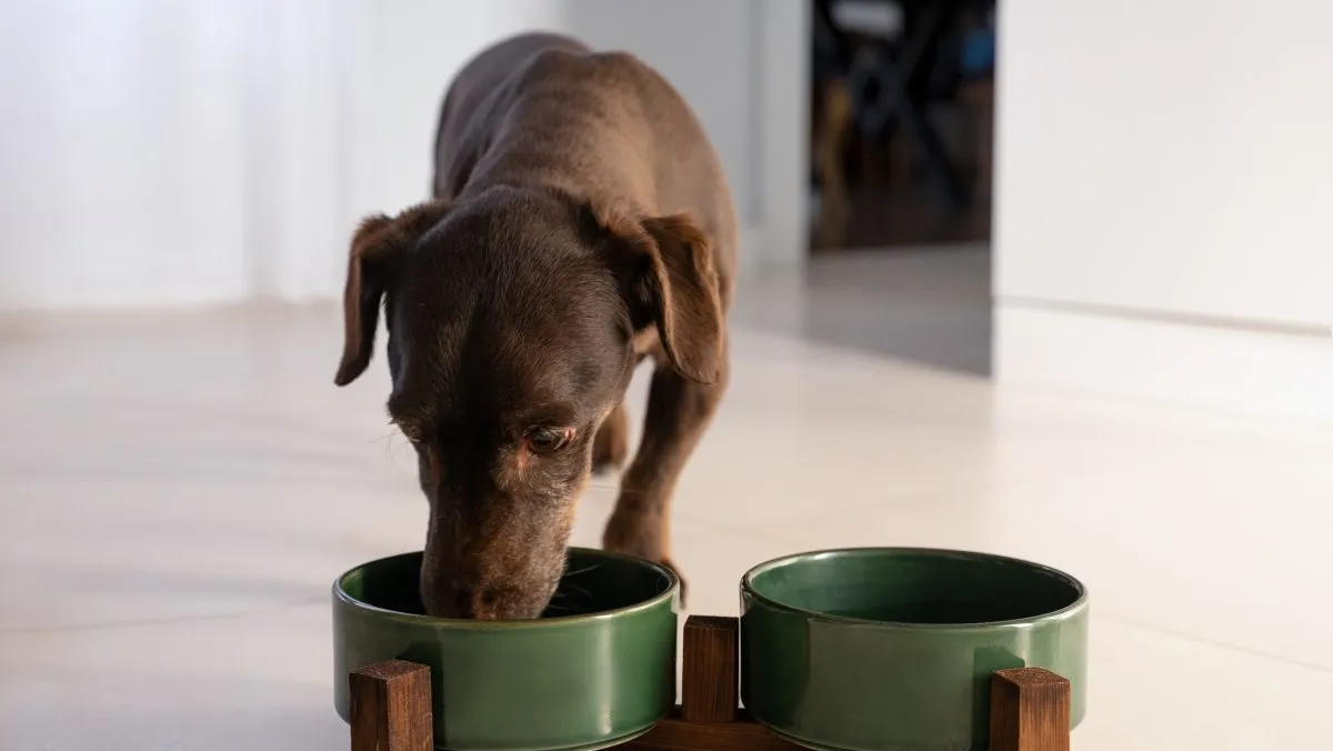 NutriSource Has the Dog Food Brand Issued a Recall in 2024