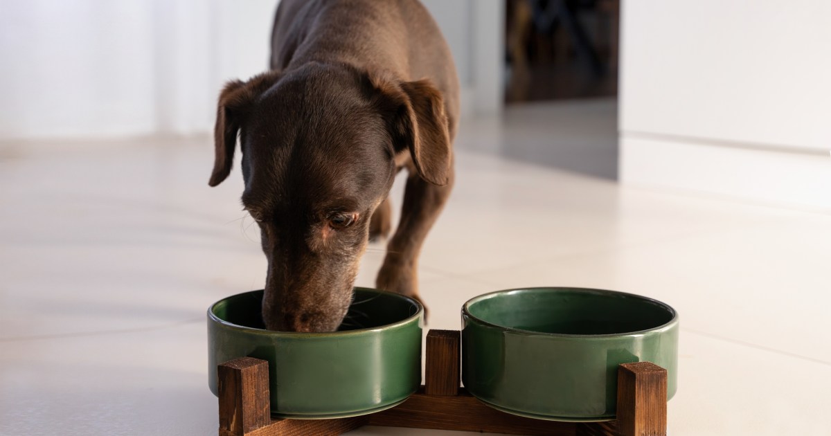 Gravy Train Has the Dog Food Brand Issued a Recall?