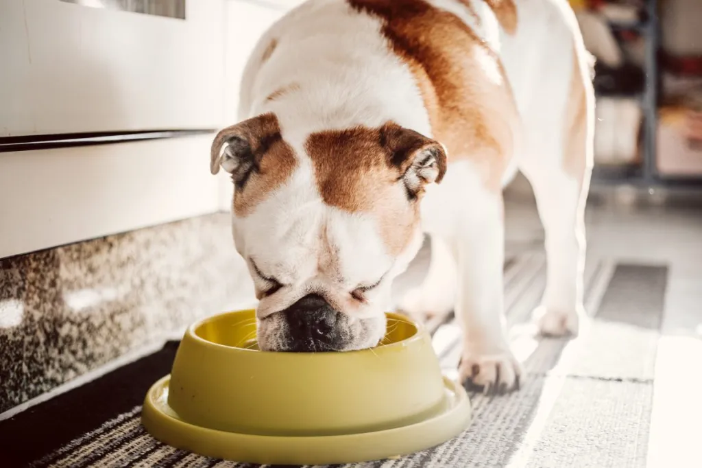 Dog eating from a yellow bowl, there's no Diamond dog food recall so far in 2024
