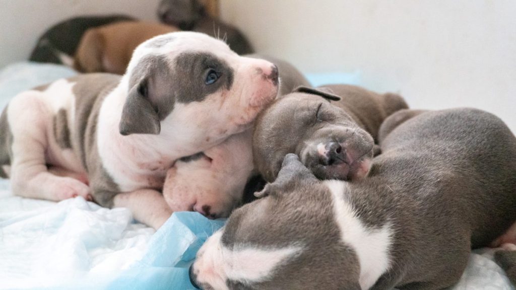 Three Pit Bull Terrier puppies sleeping next to each other, like the Pit Bull Terrier mix puppies stolen from the Albany Humane Society