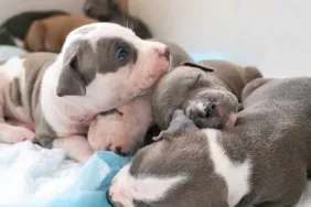 Three Pit Bull Terrier puppies sleeping next to each other, like the Pit Bull Terrier mix puppies stolen from the Albany Humane Society