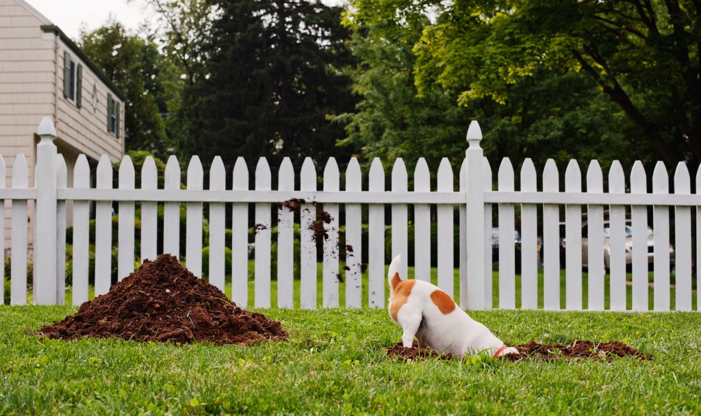 Jack Russell Terrier digging a hole in front lawn of suburban home