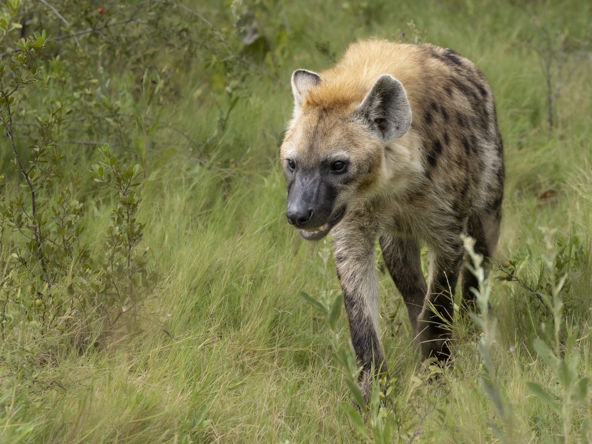 Are Hyenas Dogs or Cats? Which Are They More Closely Related To?