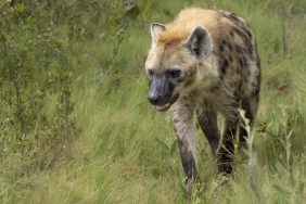 A spotted hyena walking in the wild, Surprisingly, hyenas are neither dogs nor cats