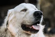 A white Great Pyrenees, a breed known for their tendency to bark, lying on the ground, tongue out panting happily