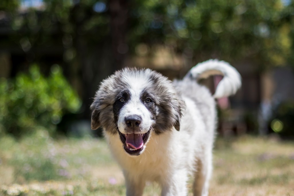 Adorable Pyrenean Mastiff puppy playing in nature