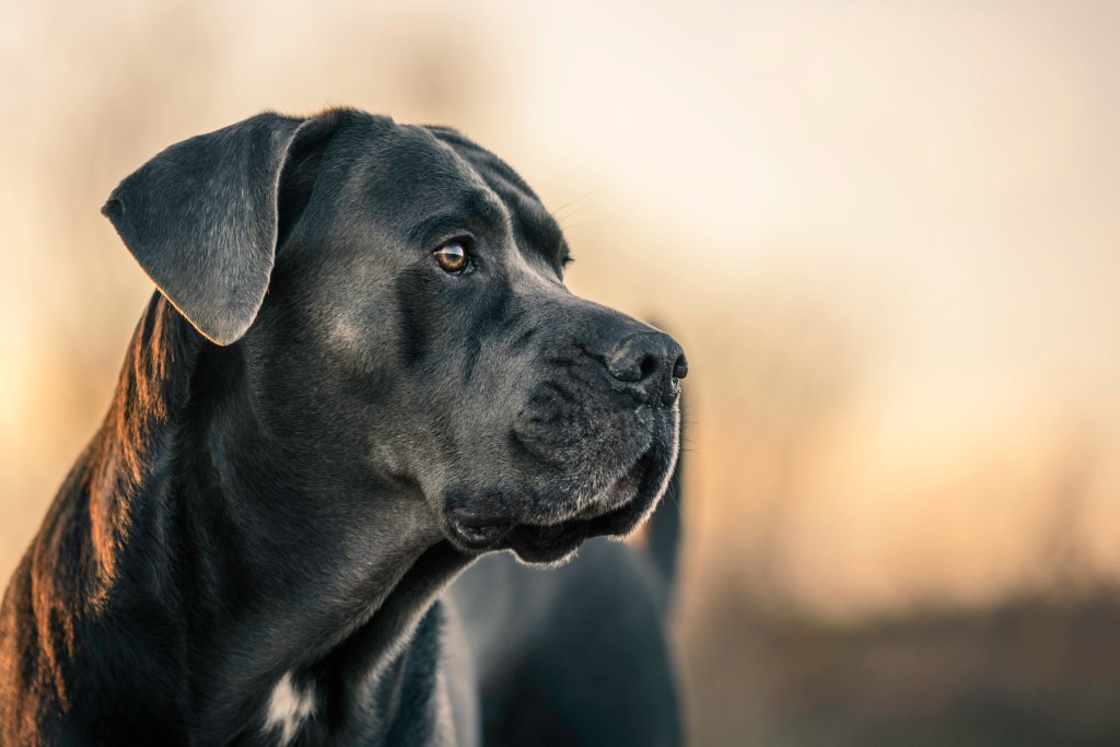 Close up portrait of beautiful Cane Corso taken on sunset during regular walk. This breed is also known as little Mastiff or Italian Mastiff.