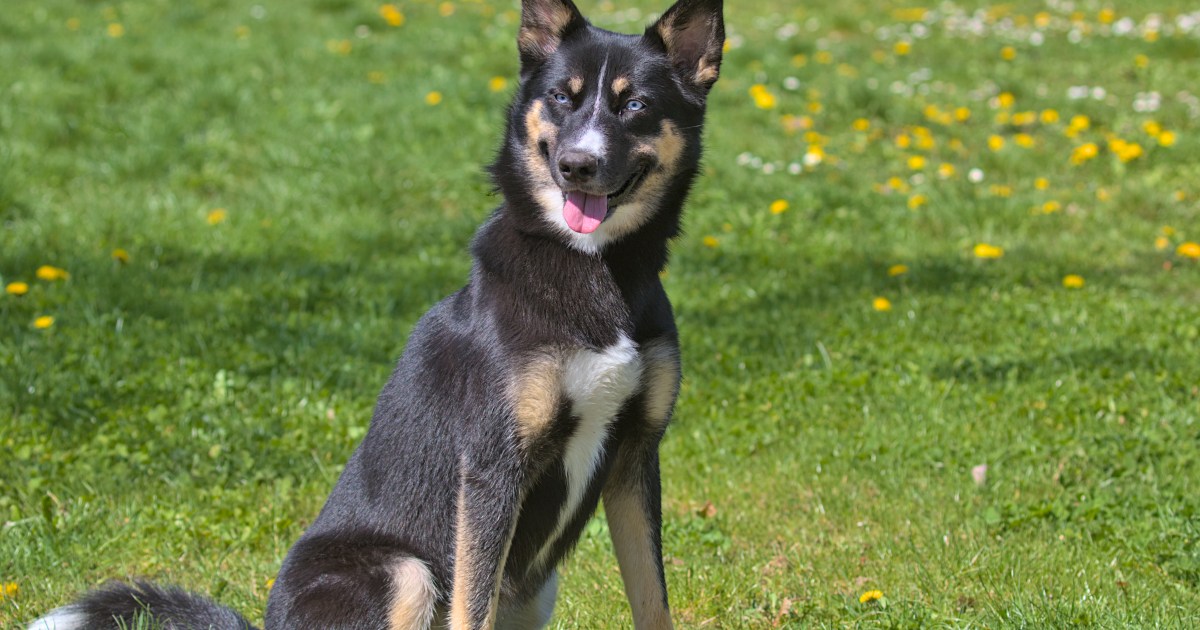 Lapponian Herder Dog Breed Information & Characteristics