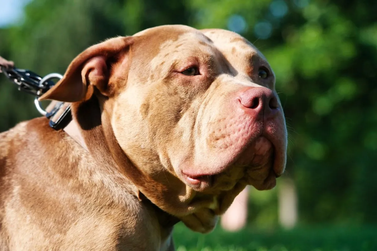 Are Pit Bulls Dangerous? Is It Safe To Own One?