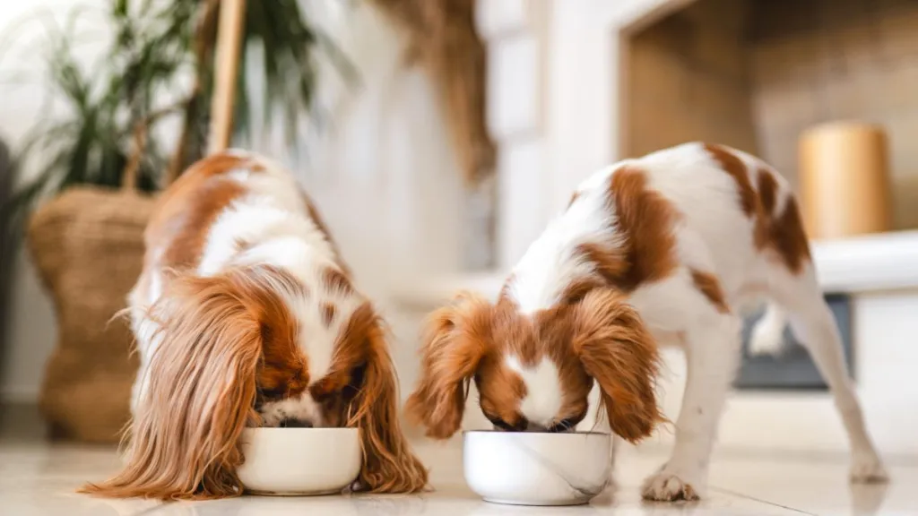 Two dogs eating food, Sunday Food for Dogs has not faced a recall in 2024.