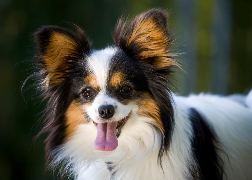 A happy Papillon "Butterfly Ears" dog. This friendly dog is tri-colored and looking at the camera, smiling.