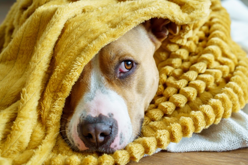 Horizontal cropped view of a Pitbull, a breed not suited to cold weather, bundled up under a yellow blanket.