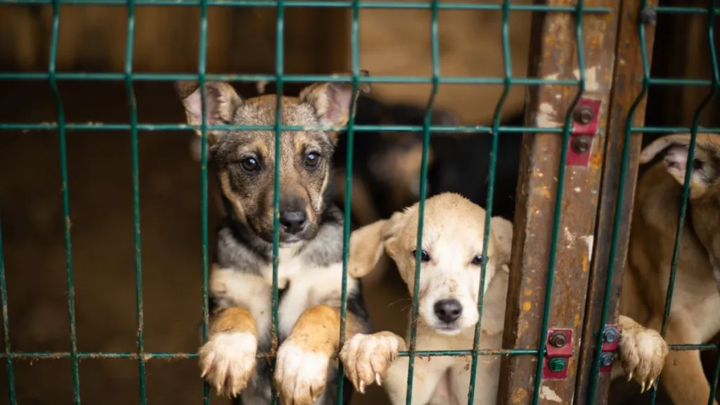 Sad-looking dogs locked in a kennel, 85 dogs seized during the North Carolina puppy mill rescue are ready for adoption